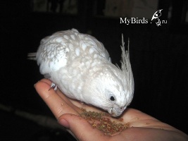 Карелла - фото Netely